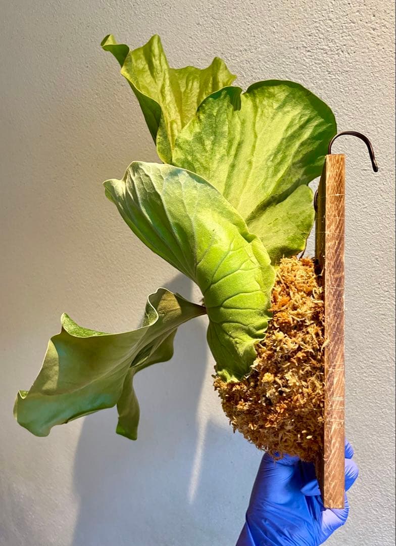 エレファントティス