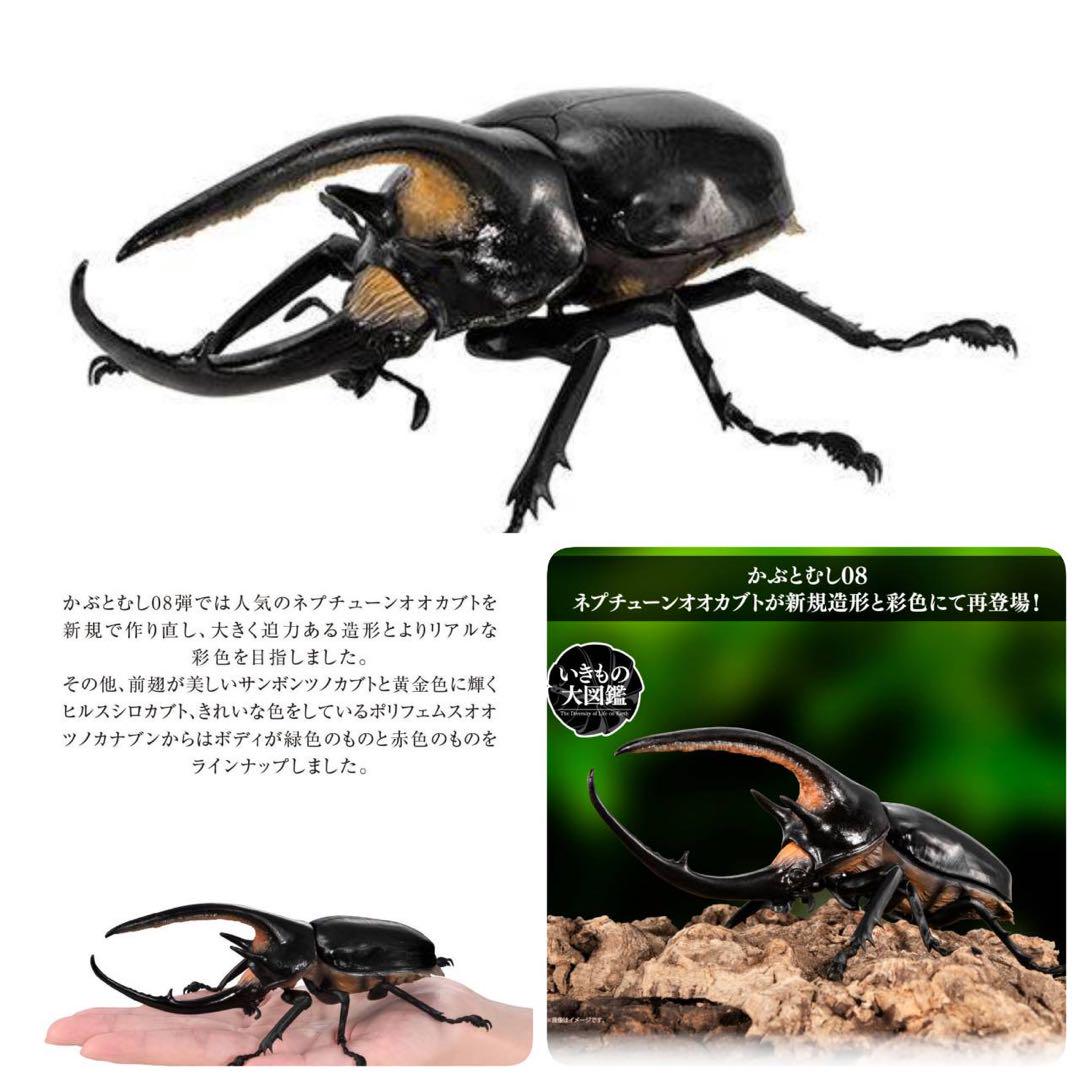 迅速発送】ネプチューンオオカブト いきもの大図鑑かぶとむし08