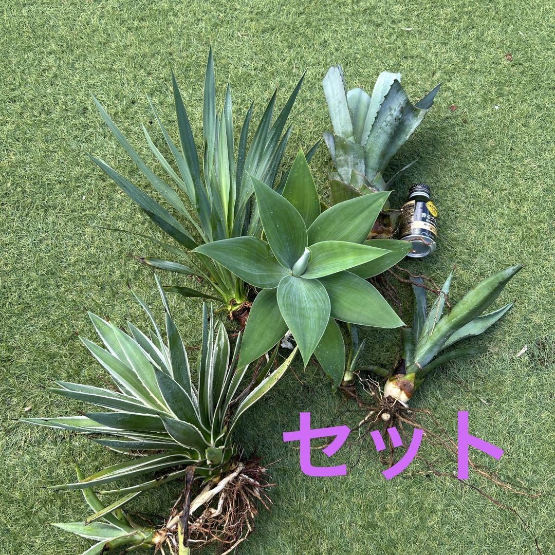 ★ドライガーデンセット★