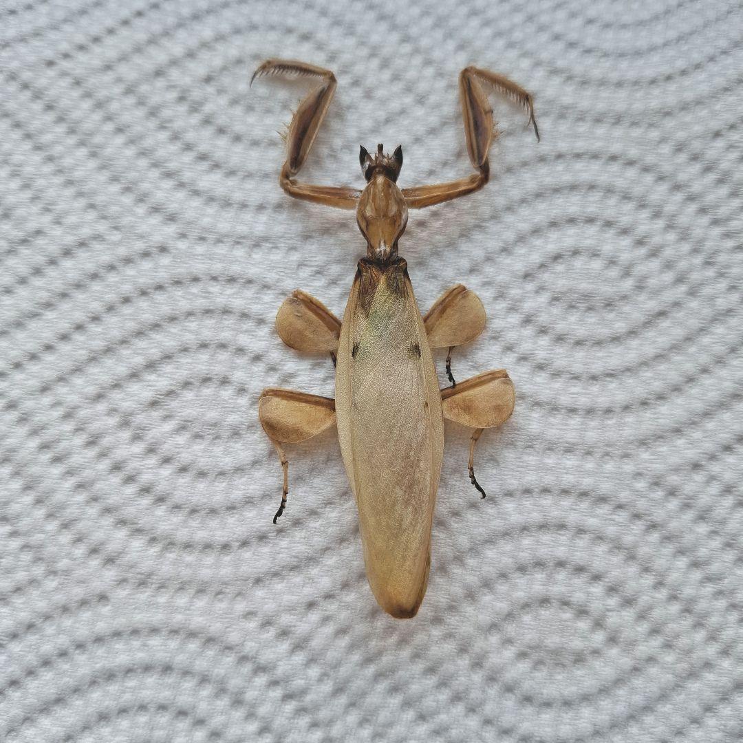 ハナカマキリ 標本 外国産昆虫標本 ハナカマキリ カマキリ インドネシア産 メス