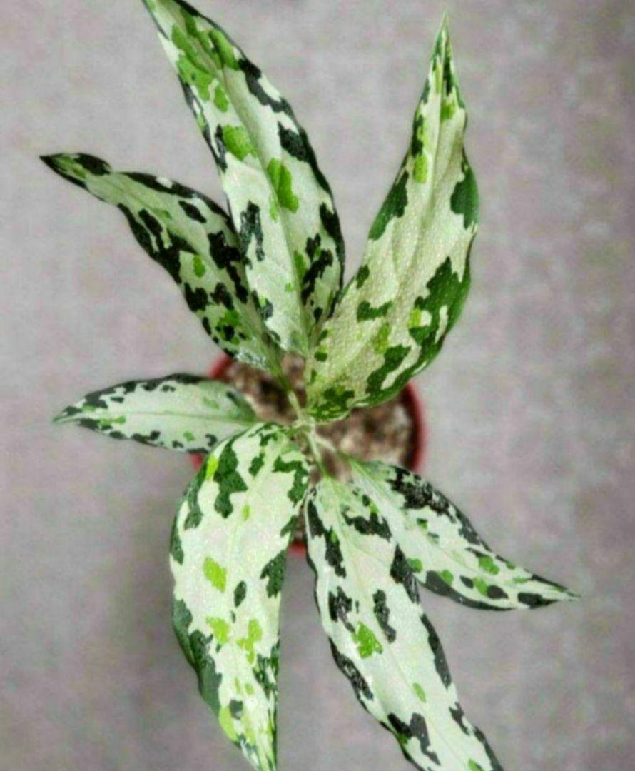 速達配送サービス【Weed】Aglaonema pictum