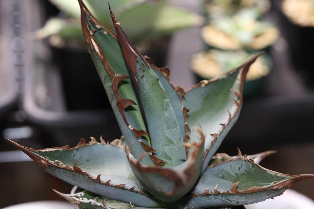 オテロイ実生 ブツブツ有り 選抜やや傷や汚れあり YUZUMIYA_COM