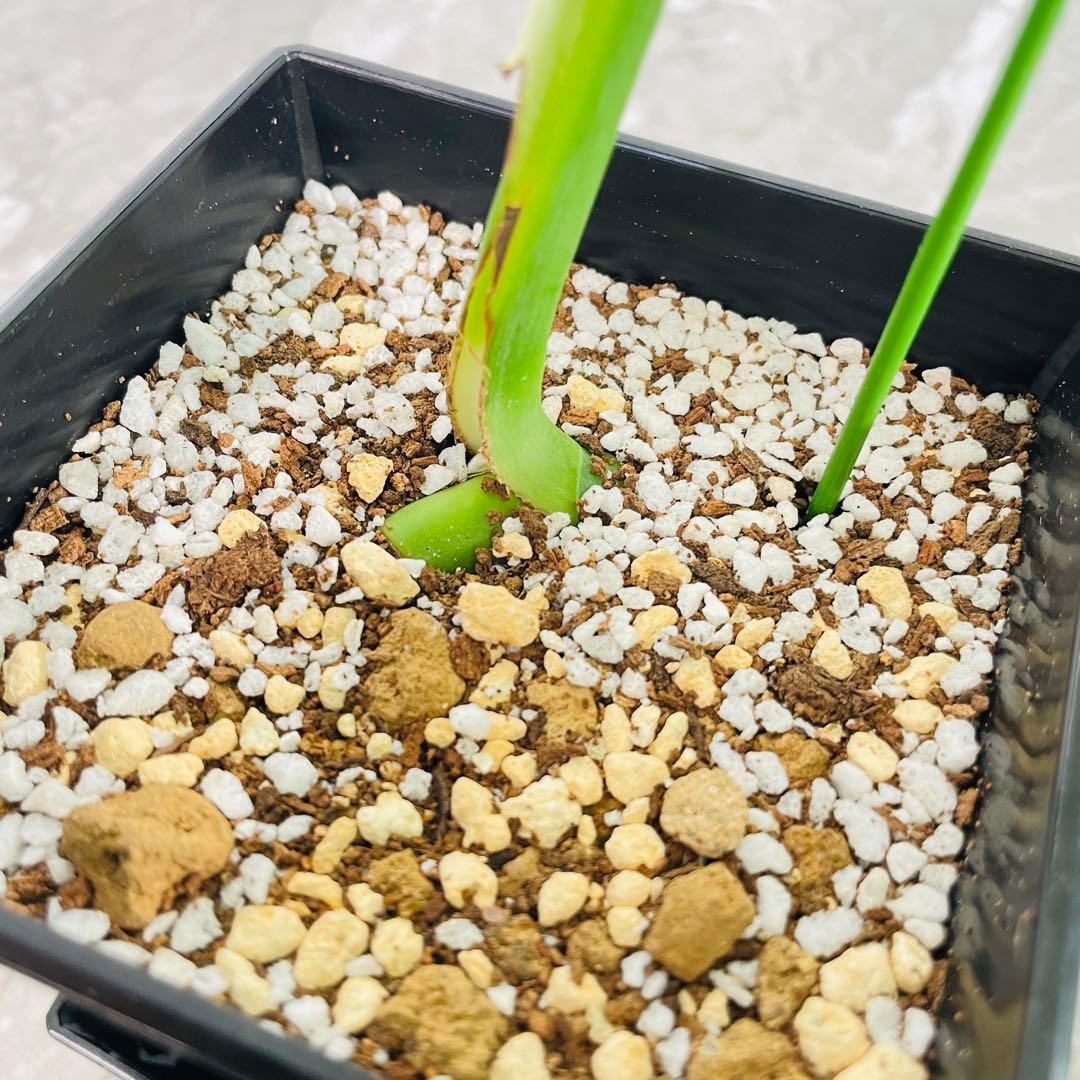 モンステラ ボルシギアナ セブブルーミント ミント 斑入り バリエガータ ⑤ モンステラ ボルシギアナ セブブルーミント ミント 斑入り バリエガータ ⑤