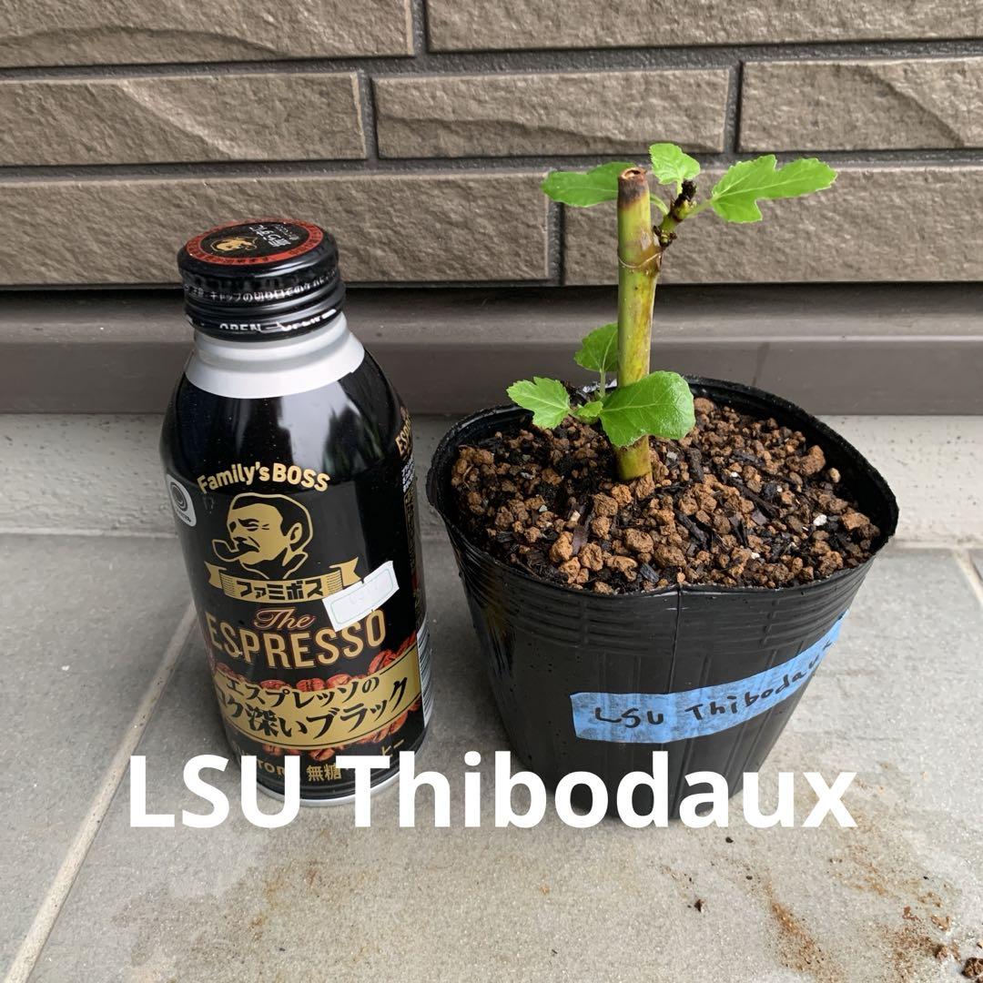 LSU Thibodaux苗　いちじく苗　イチジク苗
