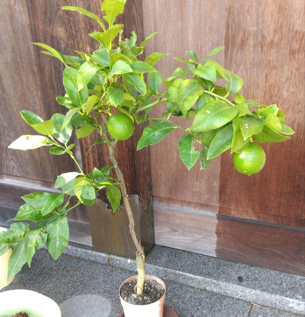 トゲ無しレモン苗木♪ ３つ中玉実着きました ⁠|⁠^⁠-⁠^⁠ ⁠^⁠ ⁠^⁠*目立った傷や汚れなし YUZUMIYA_COM