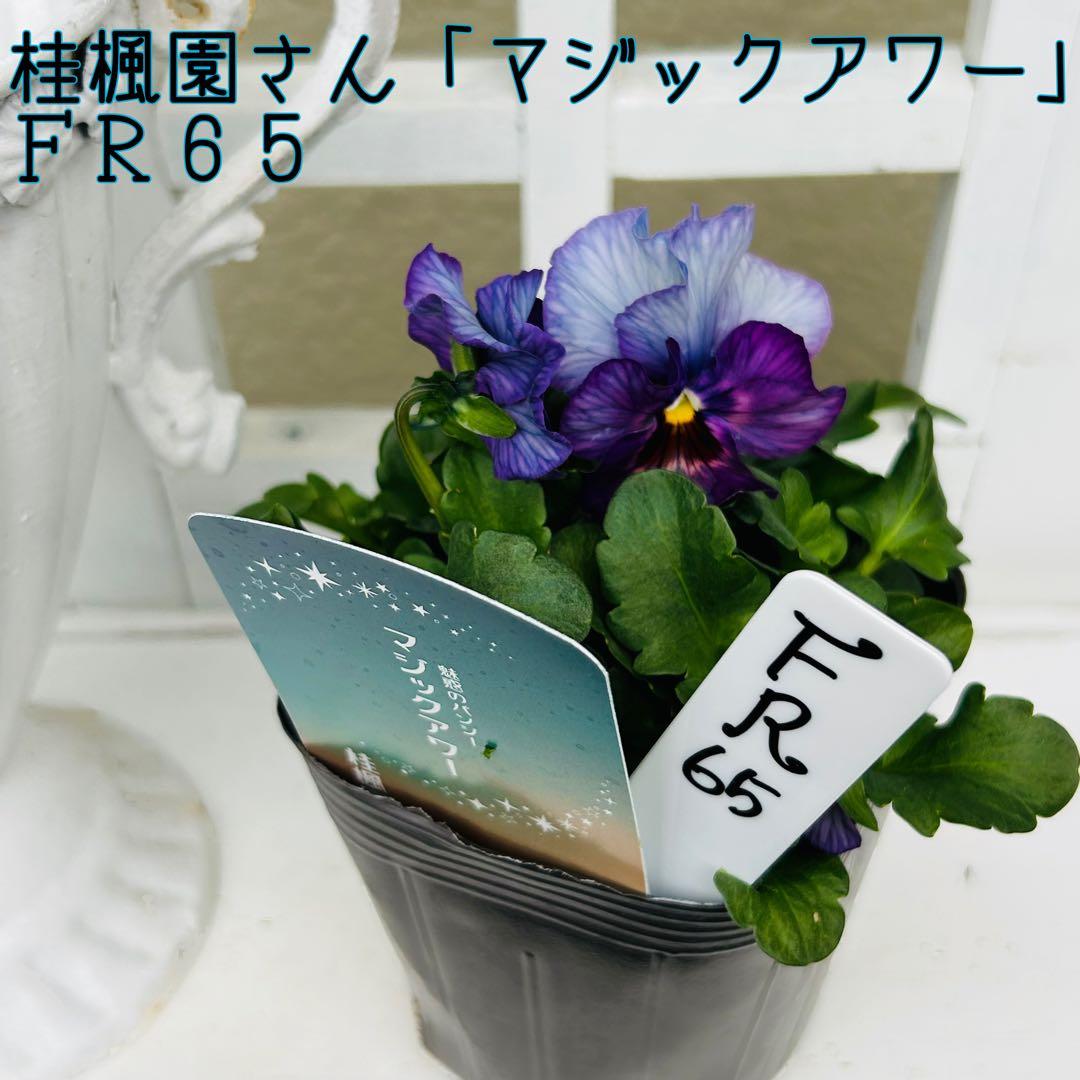 専用 FR65♥ 桂楓園さん フリルパンジー マジックアワー♥花苗ポット 専用 FR65♥ 桂楓園さん フリルパンジー マジックアワー♥花苗ポット