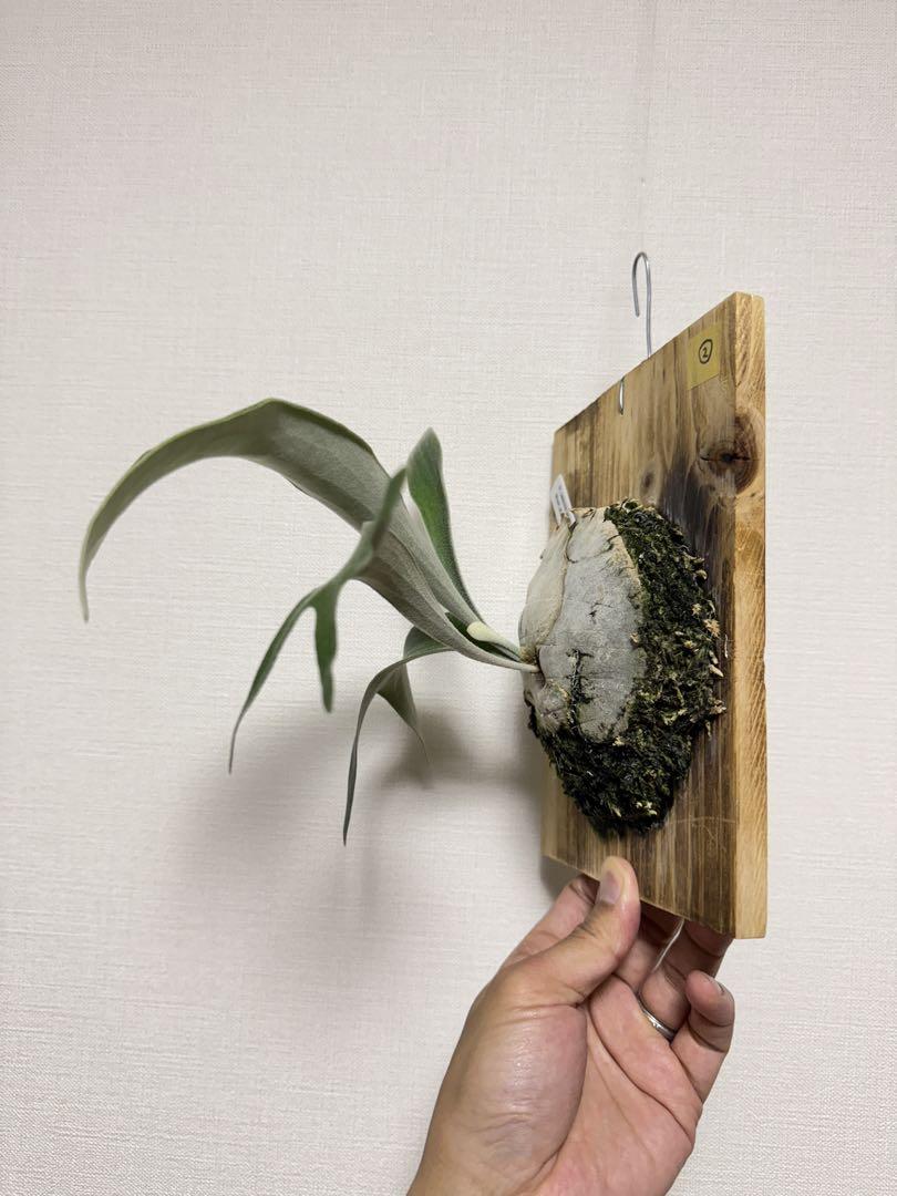 P. veitchii wild（vp#17) OC 子株② ベイチー