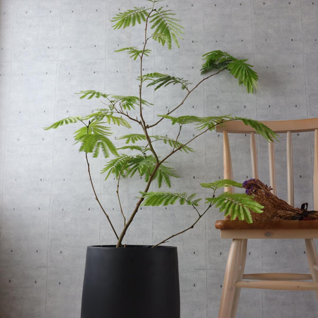 【 バランス◎134cm】エバーフレッシュ 8号 観葉植物 室内 大型