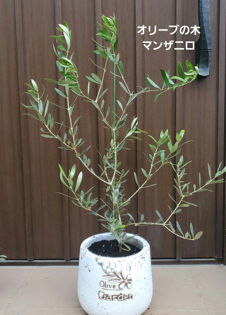 オリーブの木　マンザニロ　テラコッタ鉢植え　苗　シンボルツリー