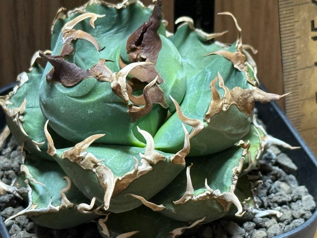 厳選株目立った傷や汚れなし