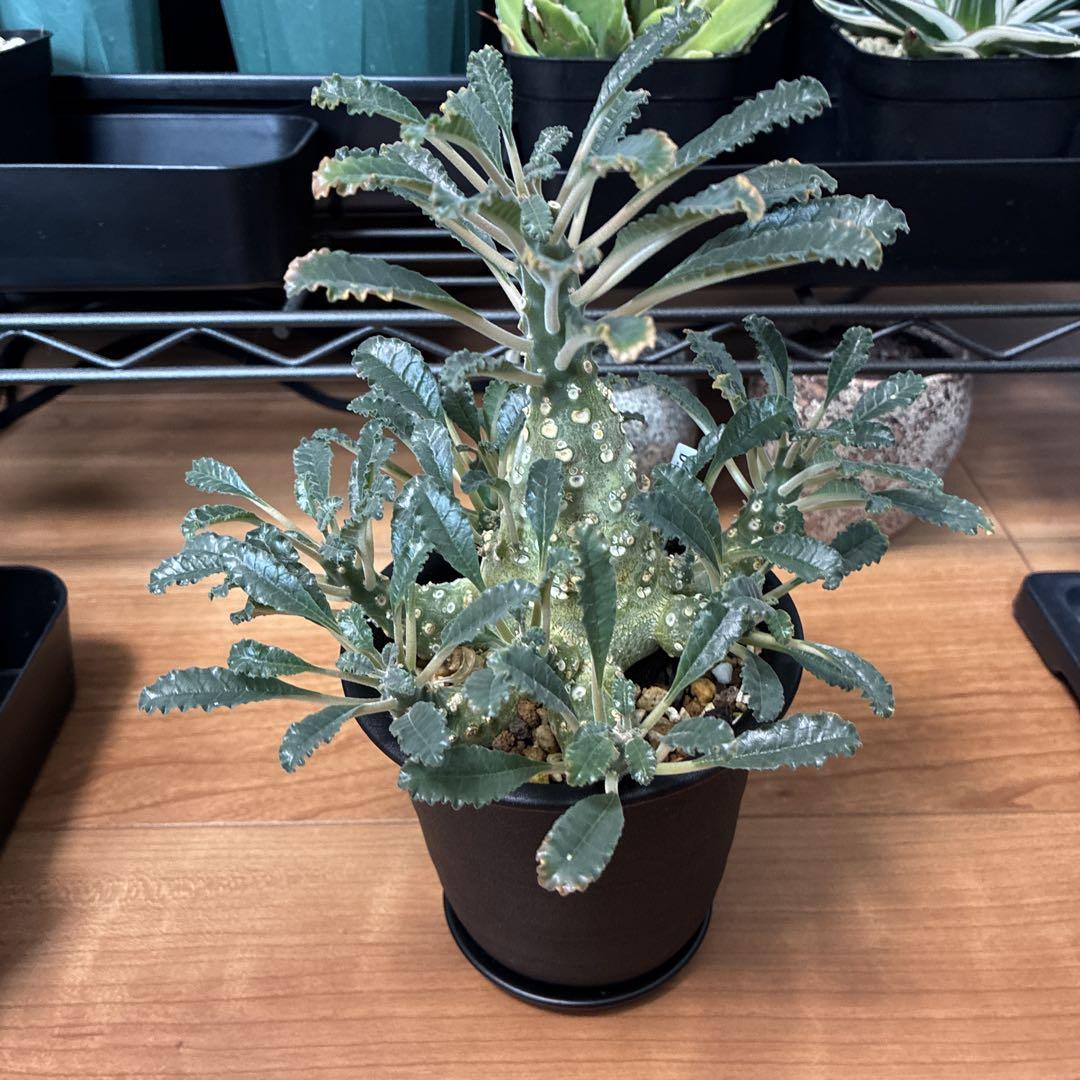 ドルステニア ラブラニー Dorstenia lavrani 5,712円