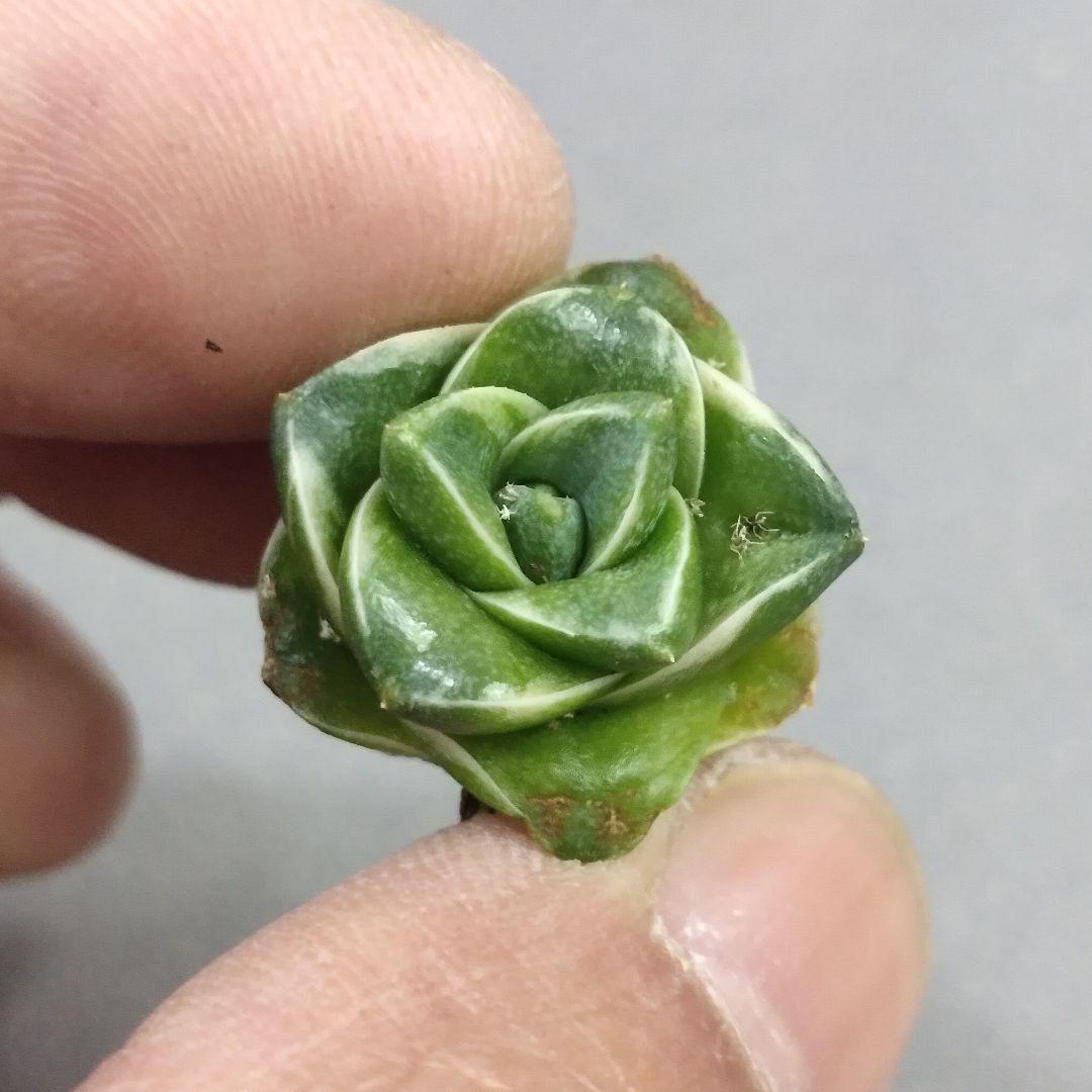 アガベ 王妃笹の雪 A型 白覆輪斑 ピンキー / Agave filifera var