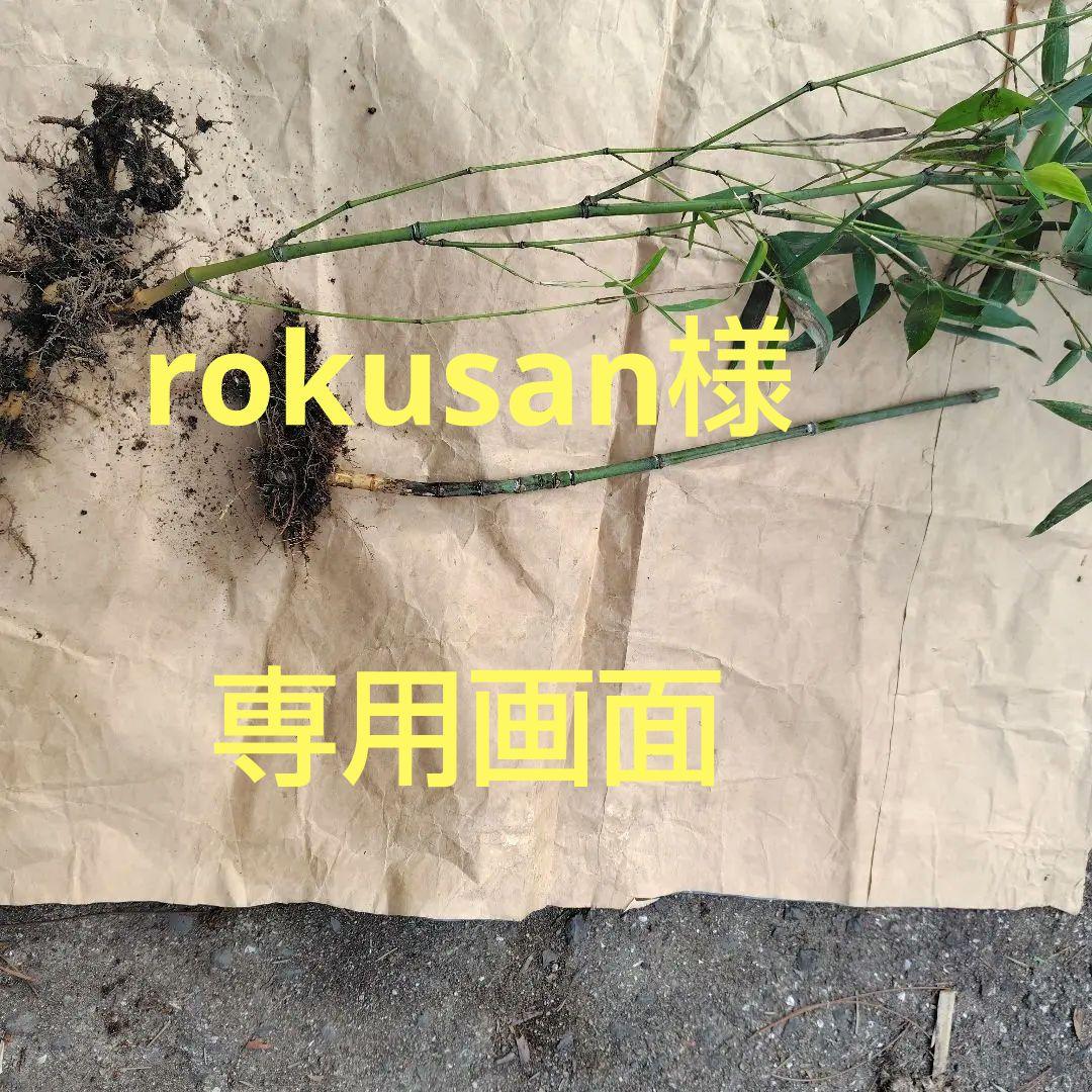 rokusan様「専用画面」 香川県産・布袋竹（古参竹） 移植用苗 2本