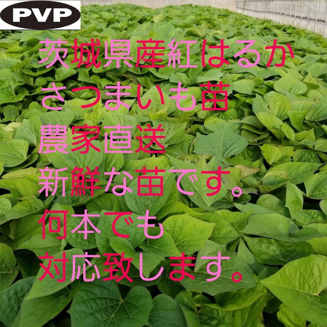 さつまいも苗【紅東100本】【ウイルスフリー切り苗】 さつまいも苗【紅東50本】⭕️4月下旬〜5月上旬⭕️【ウイルス