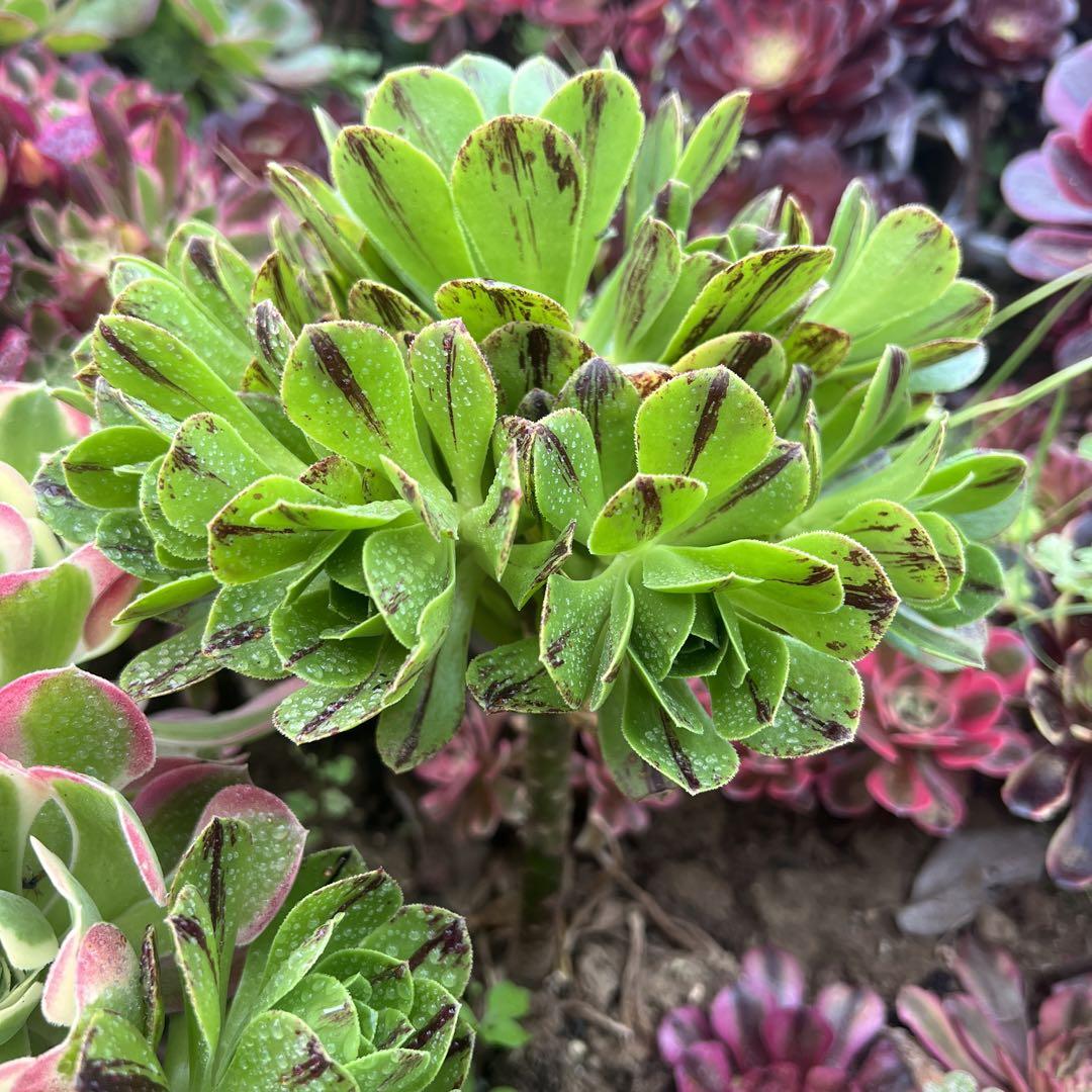 百貨店福袋 多肉植物。 碧火法師錦抜き苗11頭 - メルカリ アエオニウム