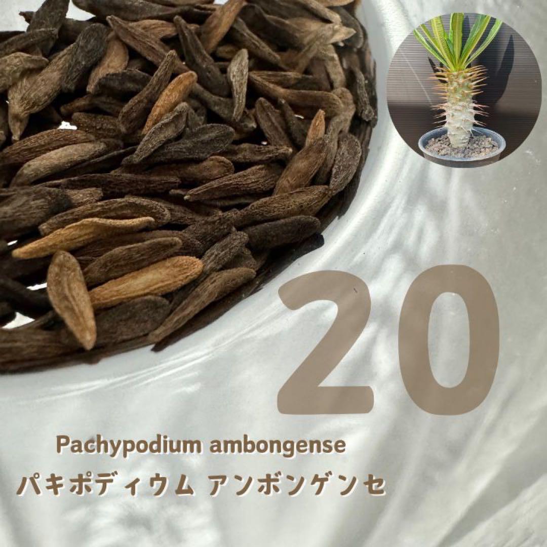 ★新鮮★パキポディウム・アンボンゲンセ★種子20粒★ 6月種子 20粒 パキポディウム アンボンゲンセ +α - メルカリ