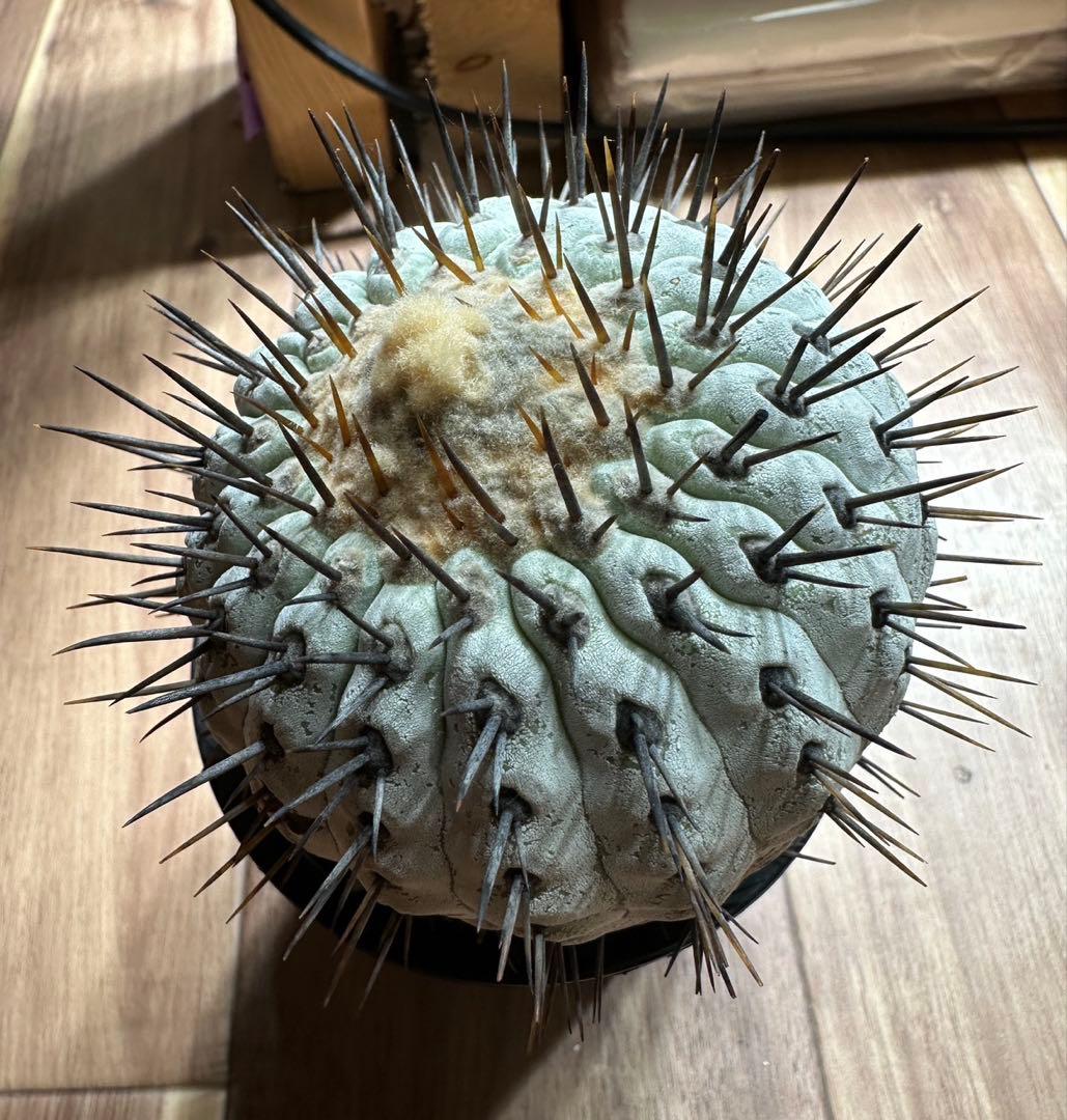 孤竜丸 現地球やや傷や汚れあり