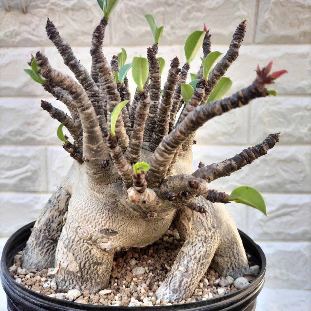 a40 アデニウム ブラックスキン タコ足 コーデックス 塊根植物