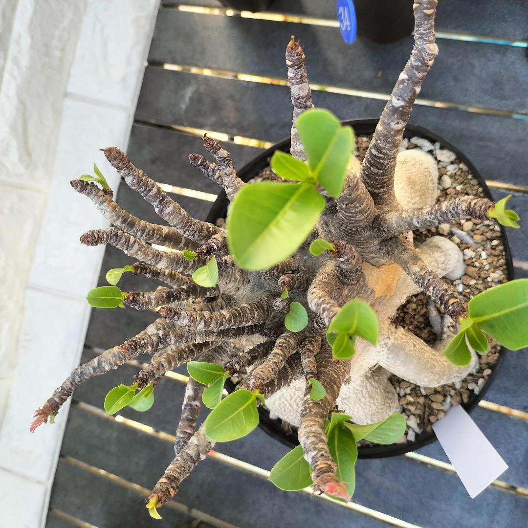 a40 アデニウム ブラックスキン タコ足 コーデックス 塊根植物