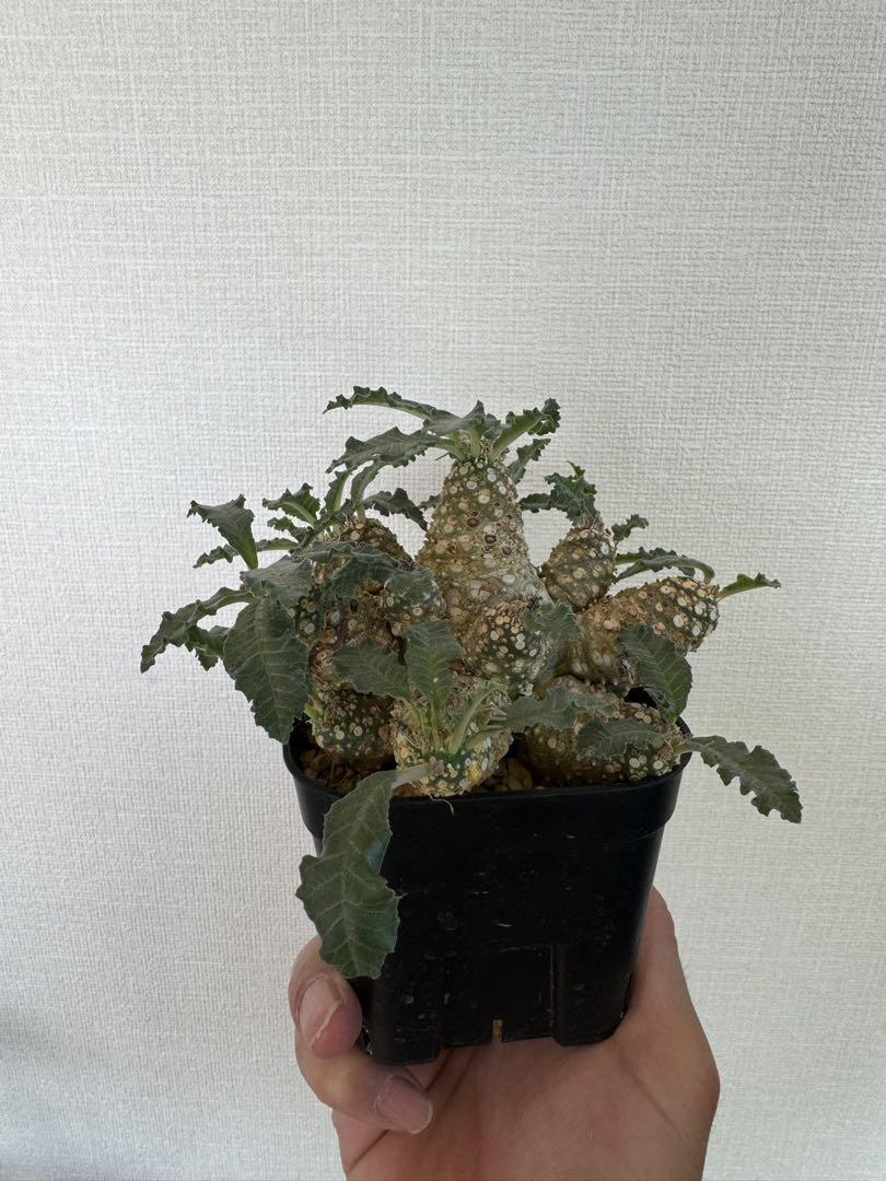 ラブラニー ホルウッディ