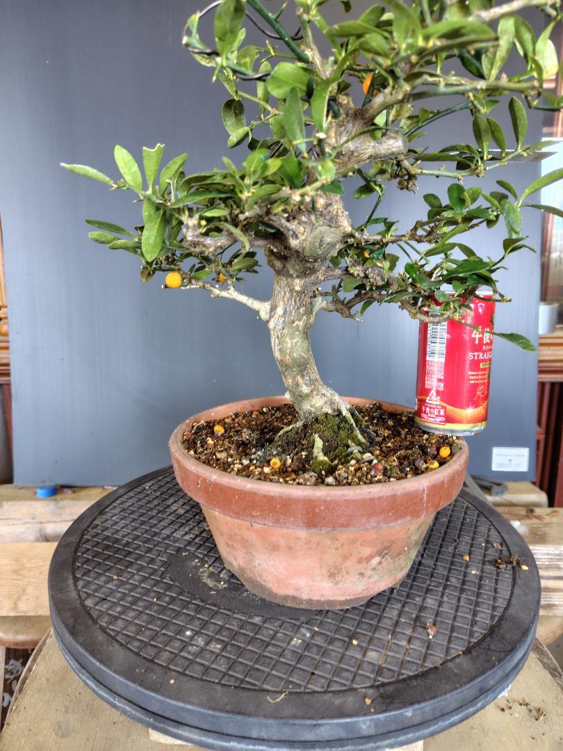 キンズ盆栽