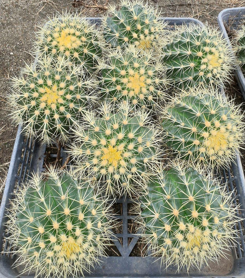 サボテン エキノカクタス 金鯱 抜き苗 5個