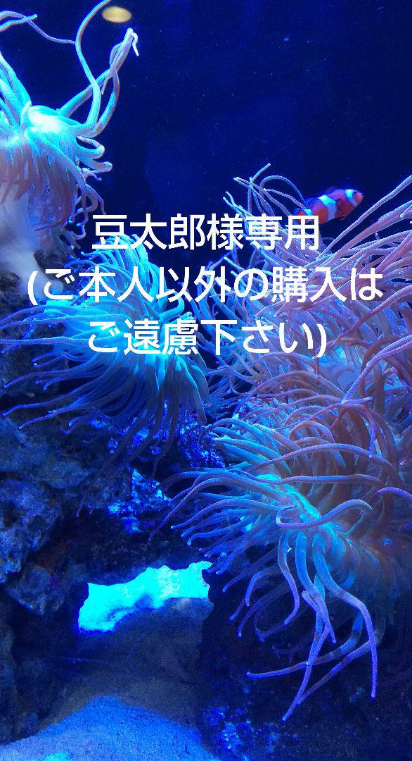 常田大希 キングヌー KingGnu キリンビバレッジ 非売品 ポスター