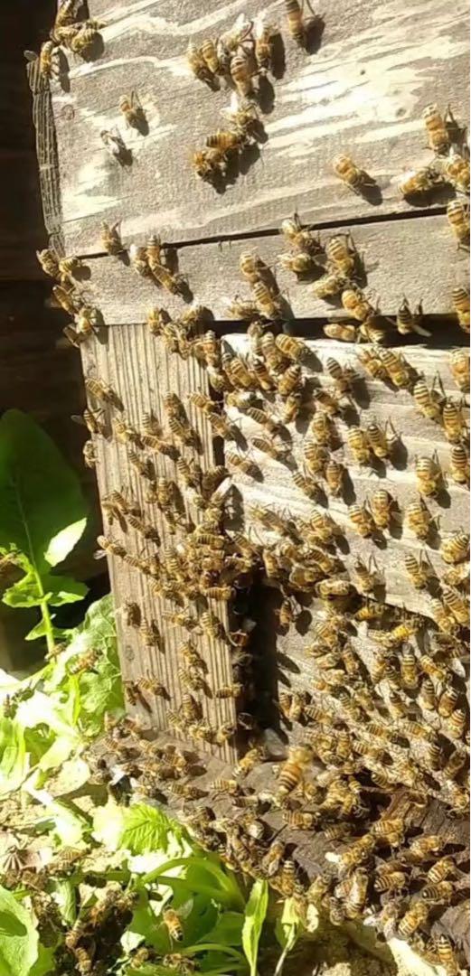 喜界島 百花蜜 3kg 蜂蜜 国産(発送まで1週間かかります)