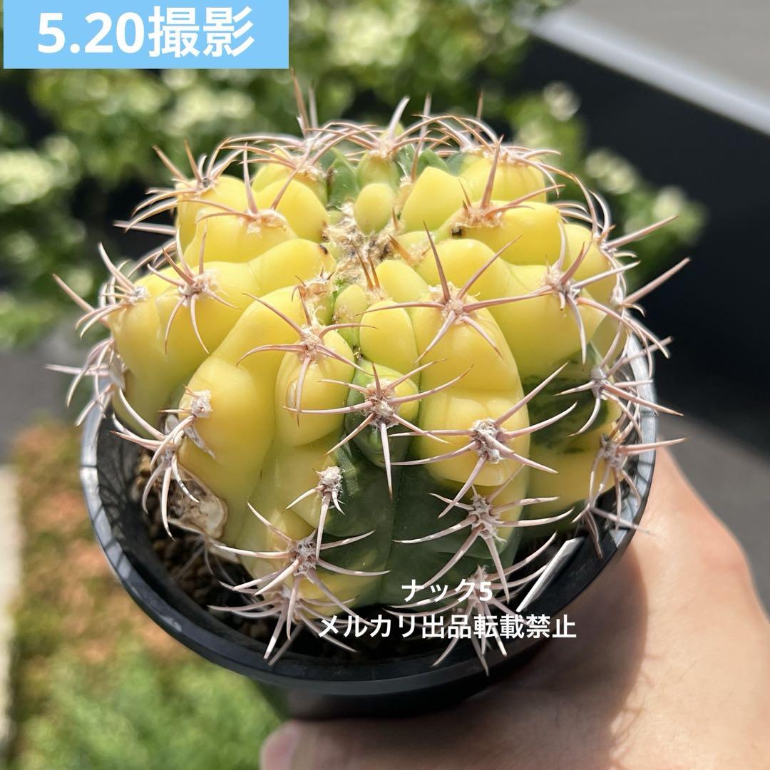 【傷有特価】フェロシオール錦ギムノカリキウム(検索)サボテン魔天竜バッテリー天平