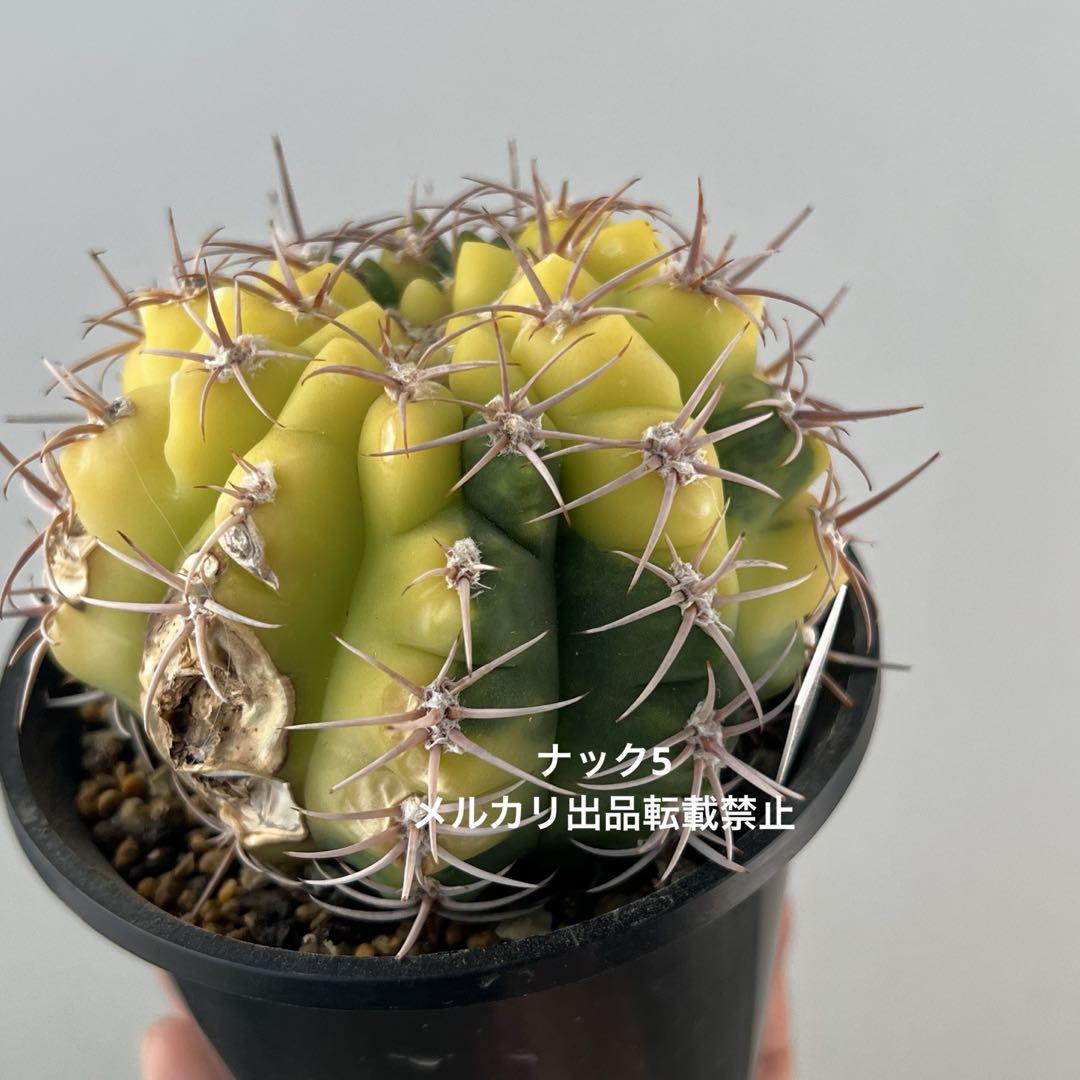 【傷有特価】フェロシオール錦ギムノカリキウム(検索)サボテン魔天竜バッテリー天平