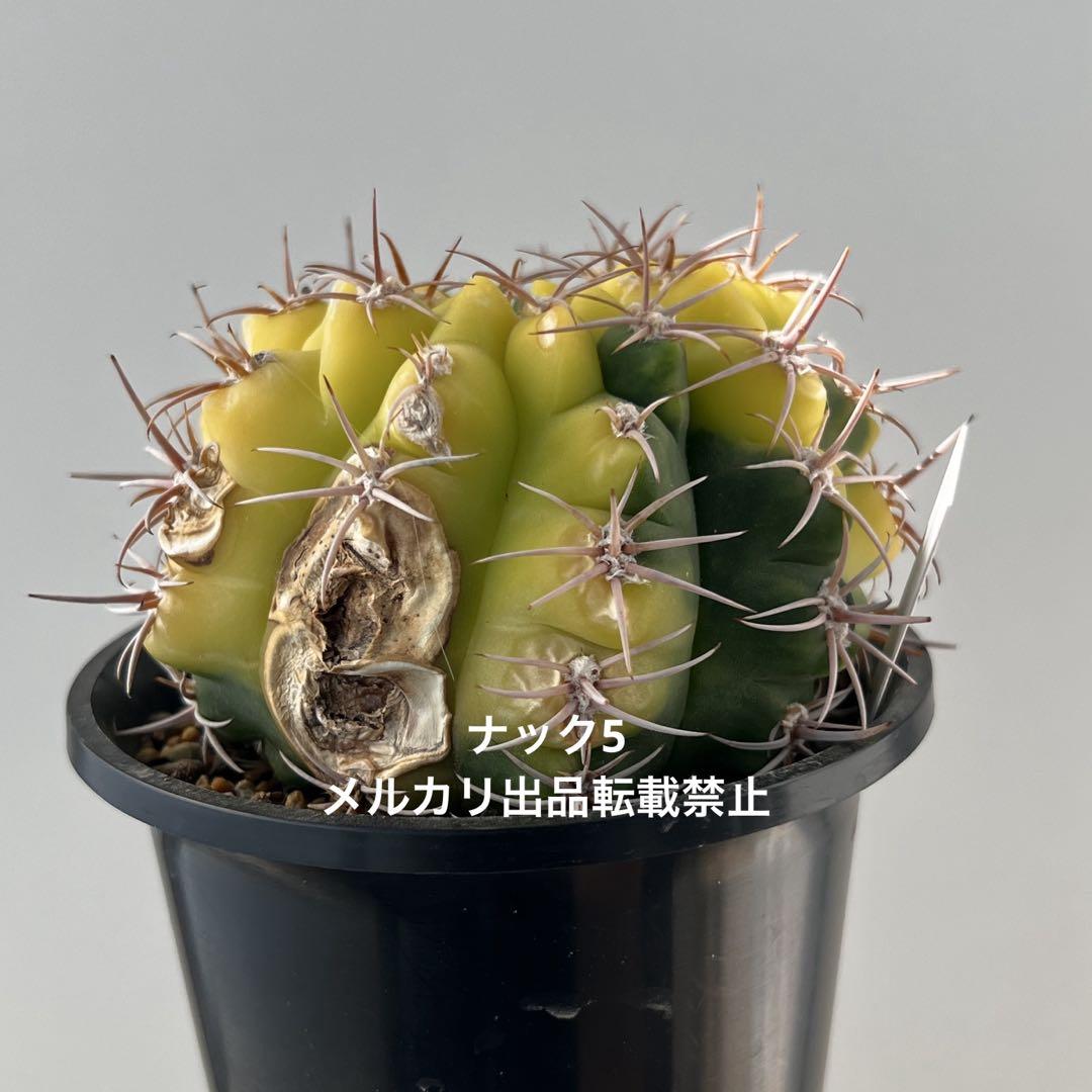 【傷有特価】フェロシオール錦ギムノカリキウム(検索)サボテン魔天竜バッテリー天平