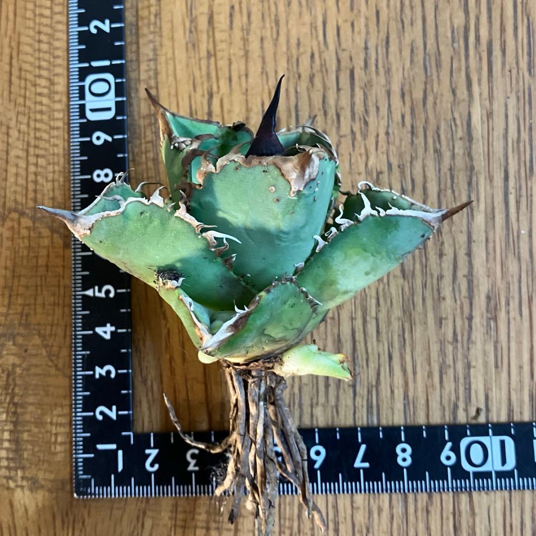 【BLACK FRIDAY】①超特価 アガべ shangao-001 41 【BLACK FRIDAY】①超特価 アガべ shangao-001 41