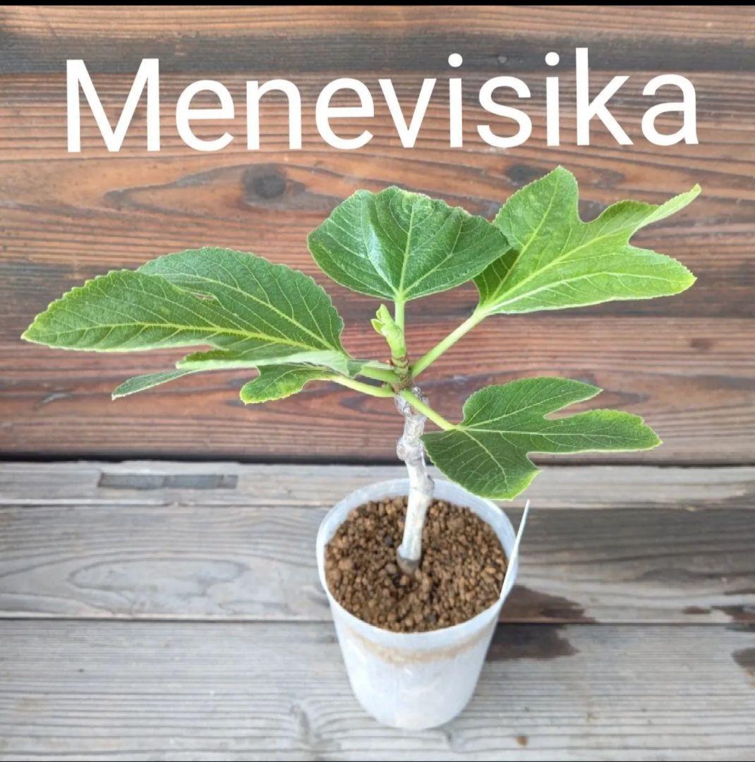 Menevisika いちじく苗木