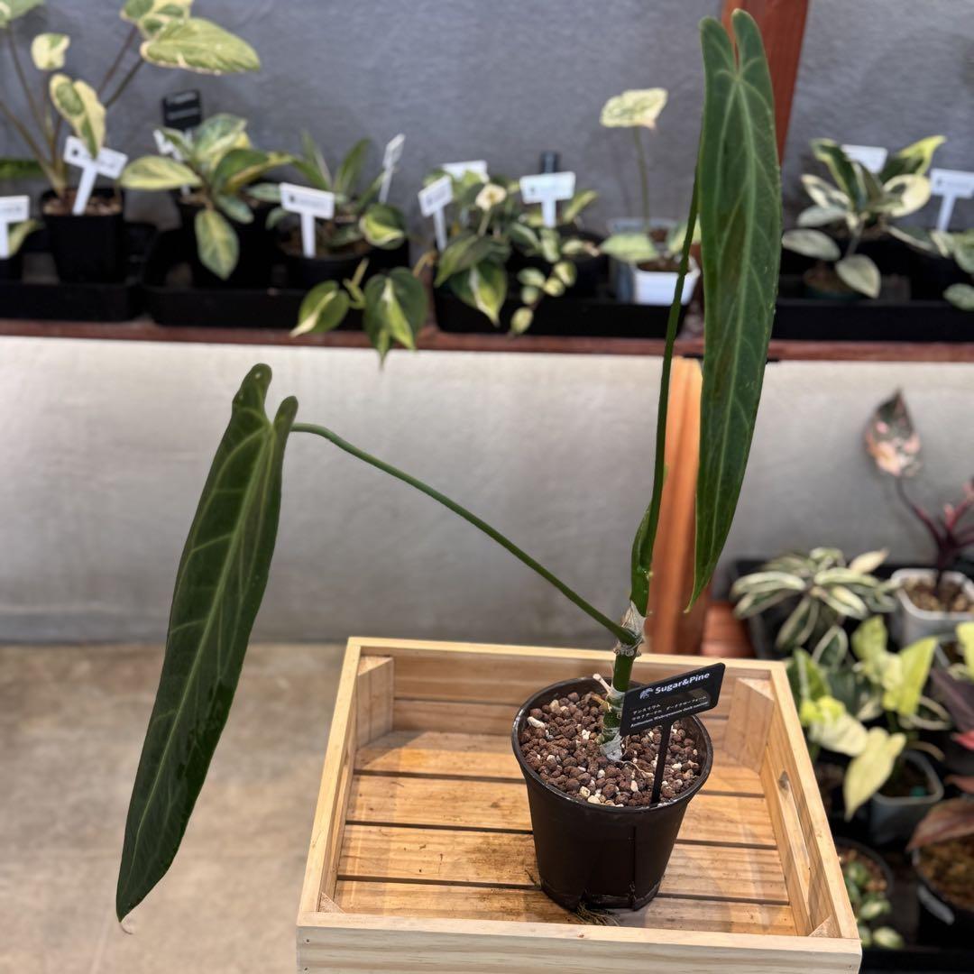 楽天 ダークナロー ワロクアーナム アンスリウム 61 大株 メルカリ - その他観葉植物