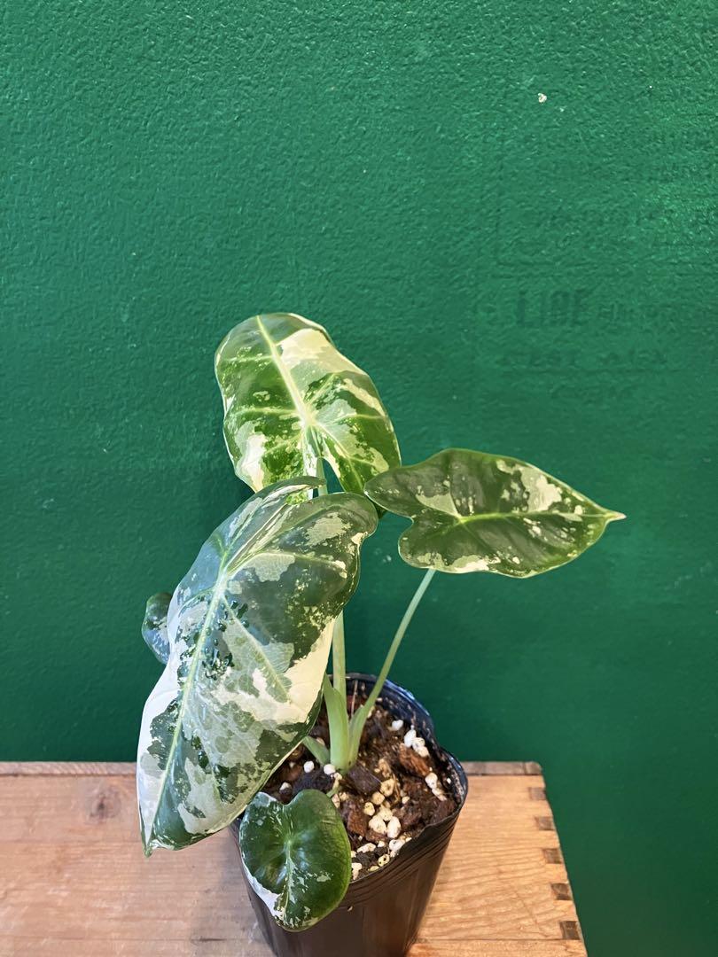 ⭐︎美株⭐︎Alocasia 'Green Velvet Variegated'3号