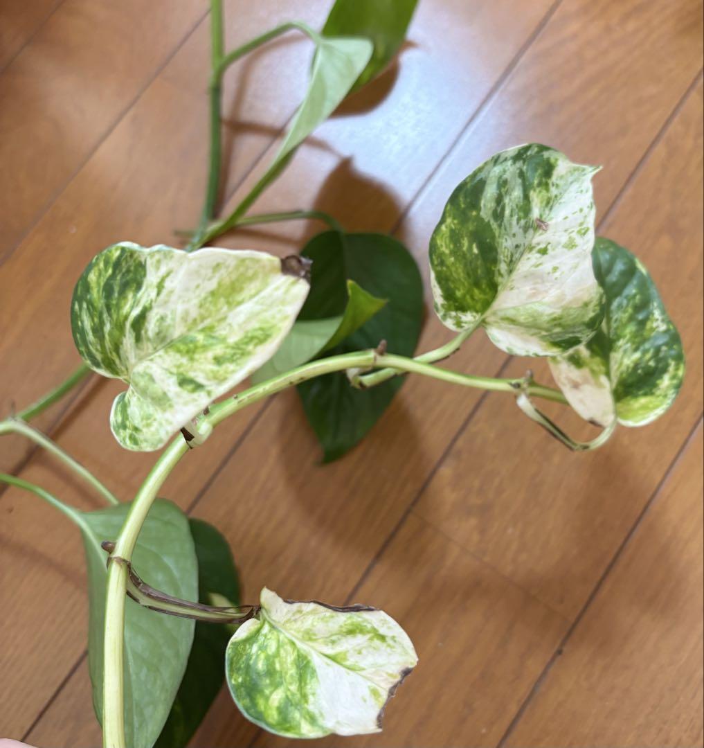 一番の贈り物 専用 ポトス パステルシャワー セット その他観葉植物