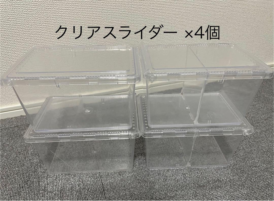 カブトムシ
