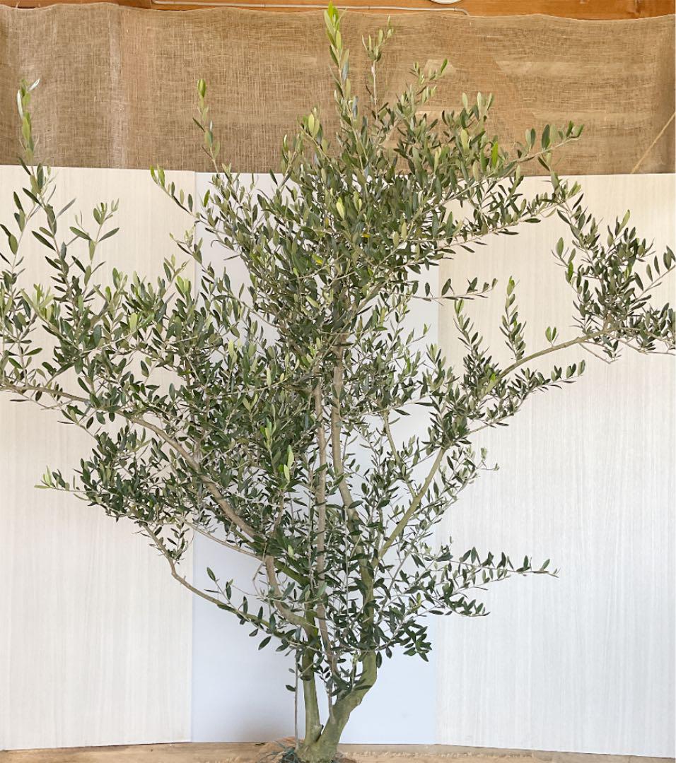 超ポイントアップ祭 オリーブの木 ミッション(特大)/ 176 植物/観葉植物 インテリア 小物¥36,772-www.unfallassistent24.de 超ポイントアップ祭 オリーブの木 ミッション(特大)/ 176 植物/観葉植物 インテリア 小物¥36,772-www.unfallassistent24.de