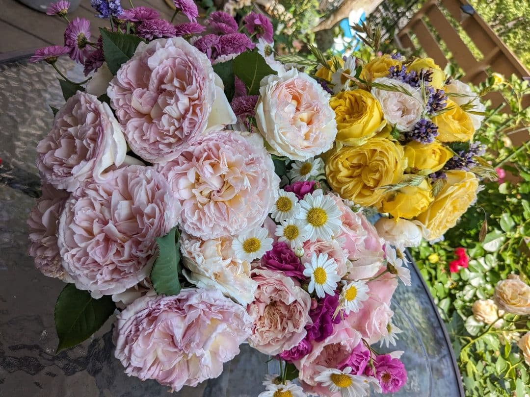 用 バラ苗 挿し木苗 トロ コンやや傷や汚れあり YUZUMIYA_COM