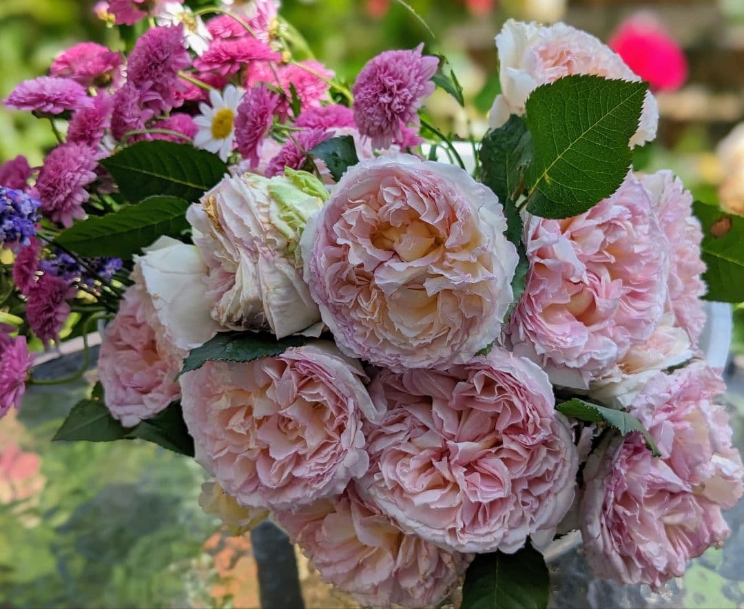 コンやや傷や汚れあり