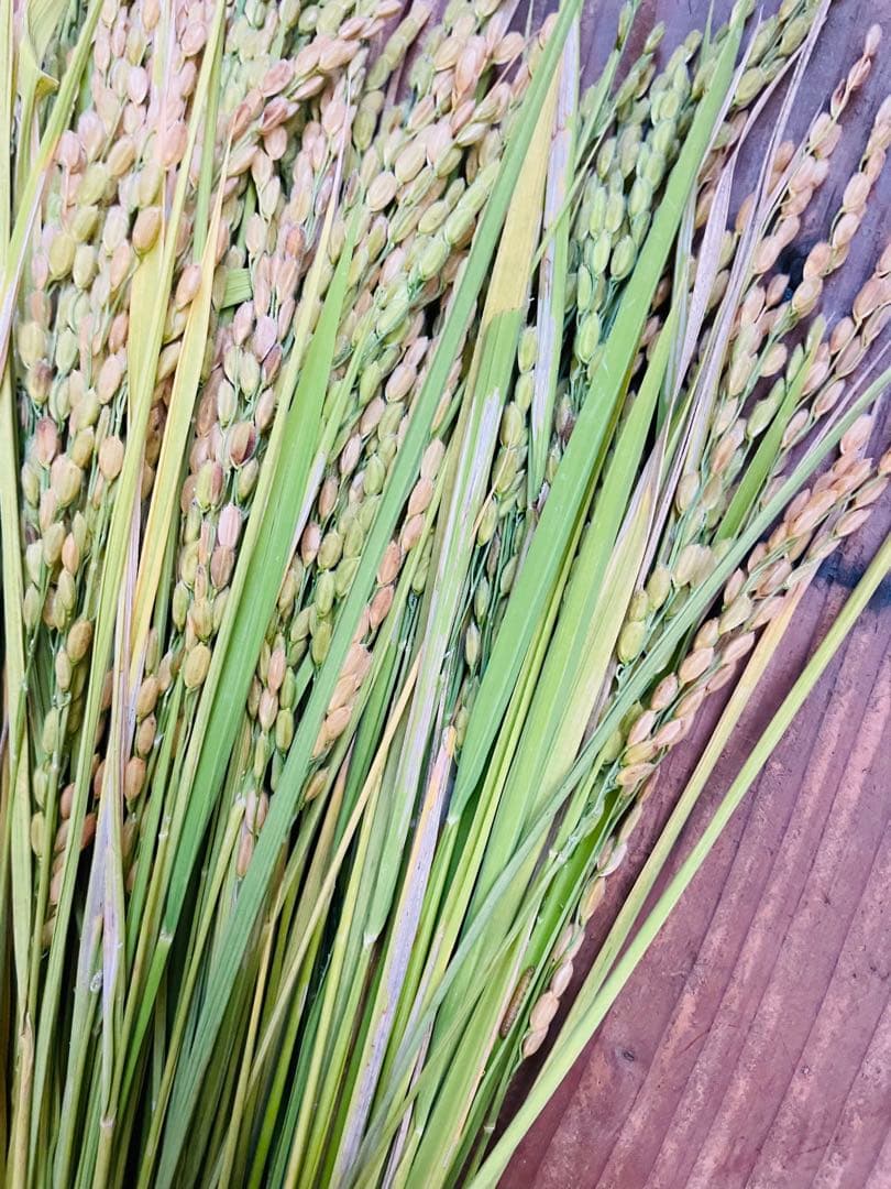 稲穂