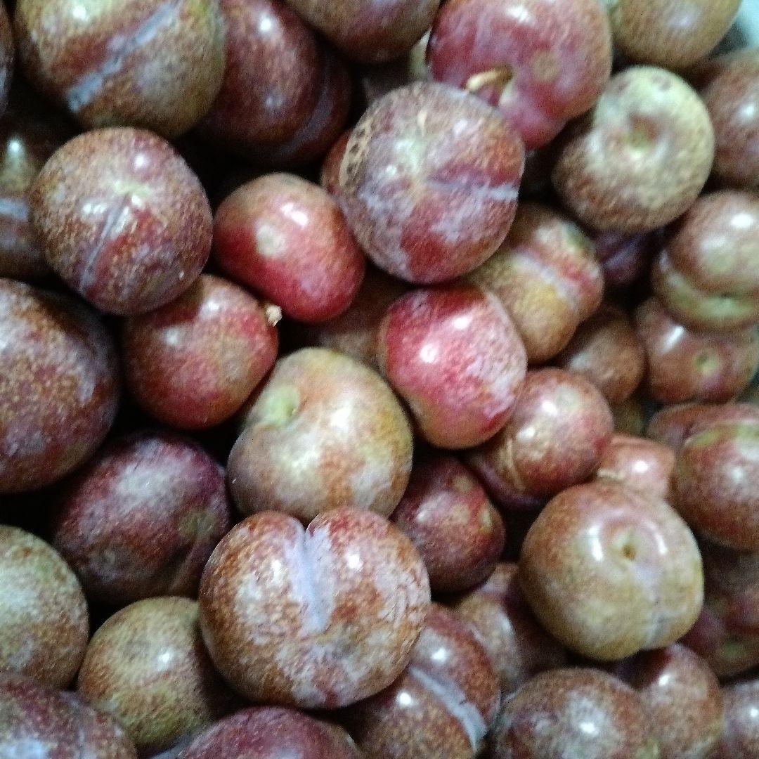 すもも 鹿児島産 無農薬 5キロ 楽天市場】奄美すももペースト 1kg×4p 冷凍 化学肥料・農薬不