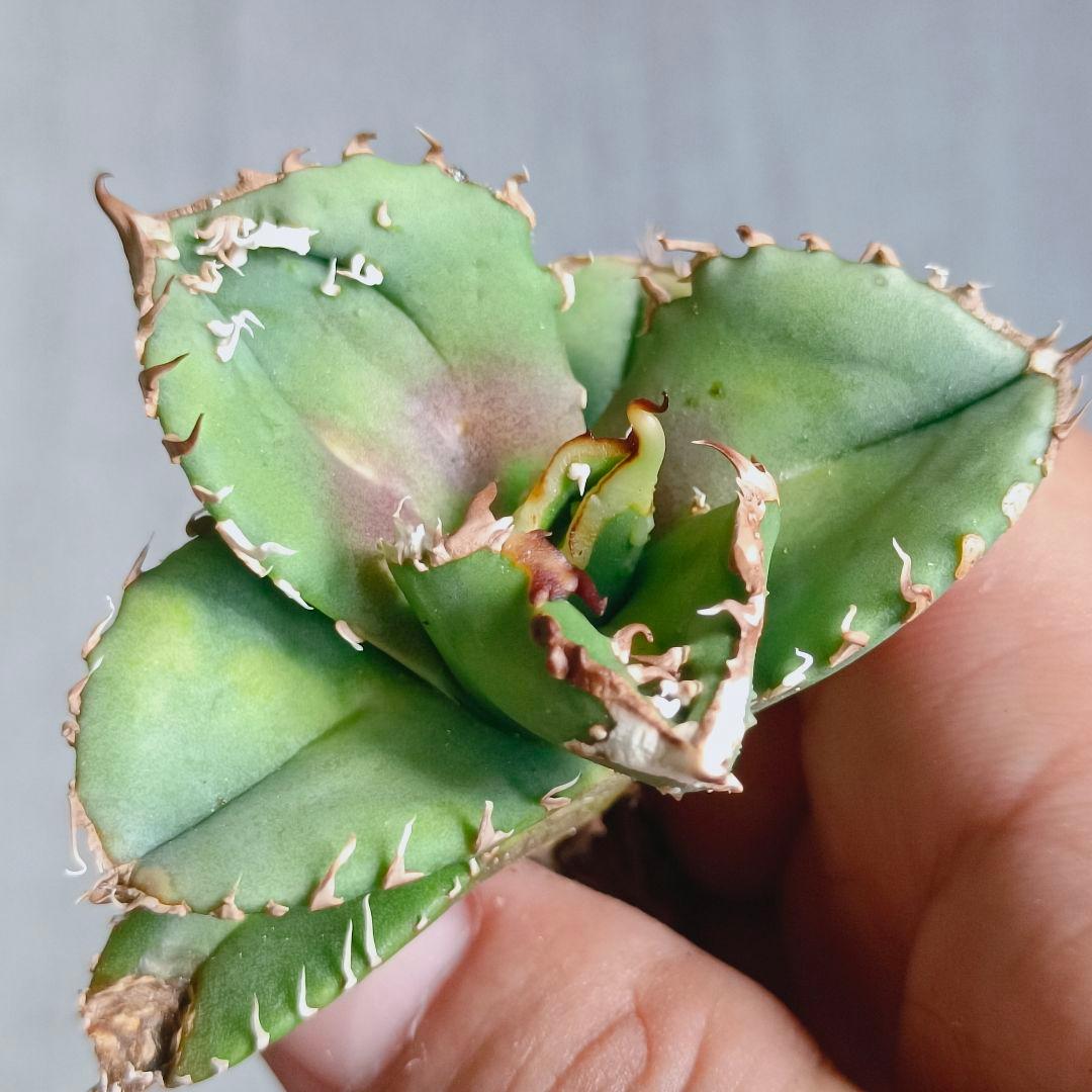 A247 特選 アガベ チタノタ UFO 極上強棘 極上優良株