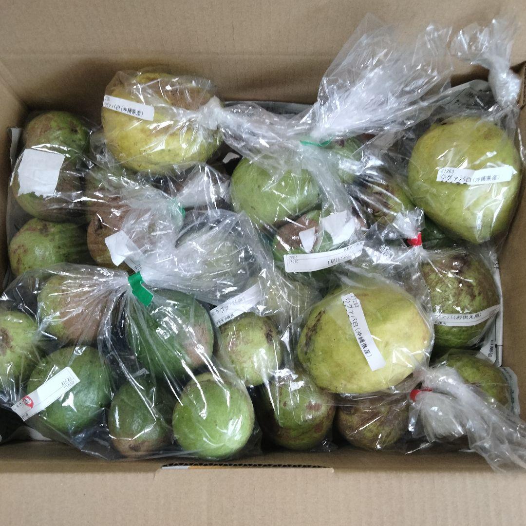 現品〉沖縄県産 グアバ(赤・白)B・C品 約6kg【常温便】3/13