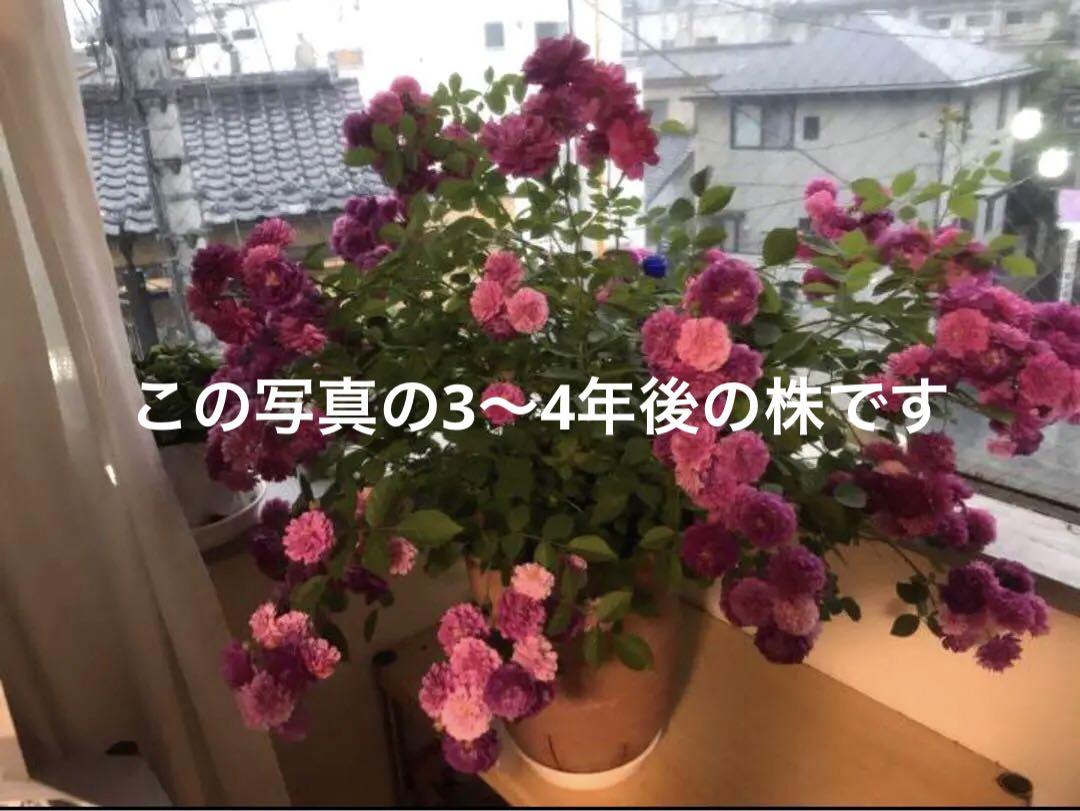 【即納】 樹形が違うので比べて下さい‼️アカシアテレサ 6号、7号並み 花