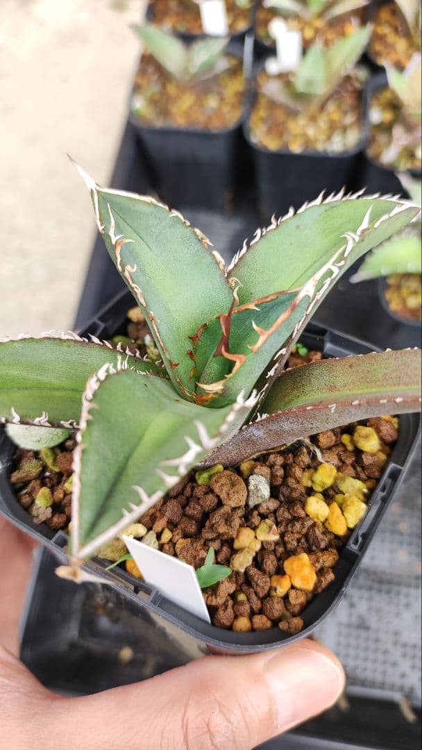 専用】オテロイ実生株 | ebs-santana.pt