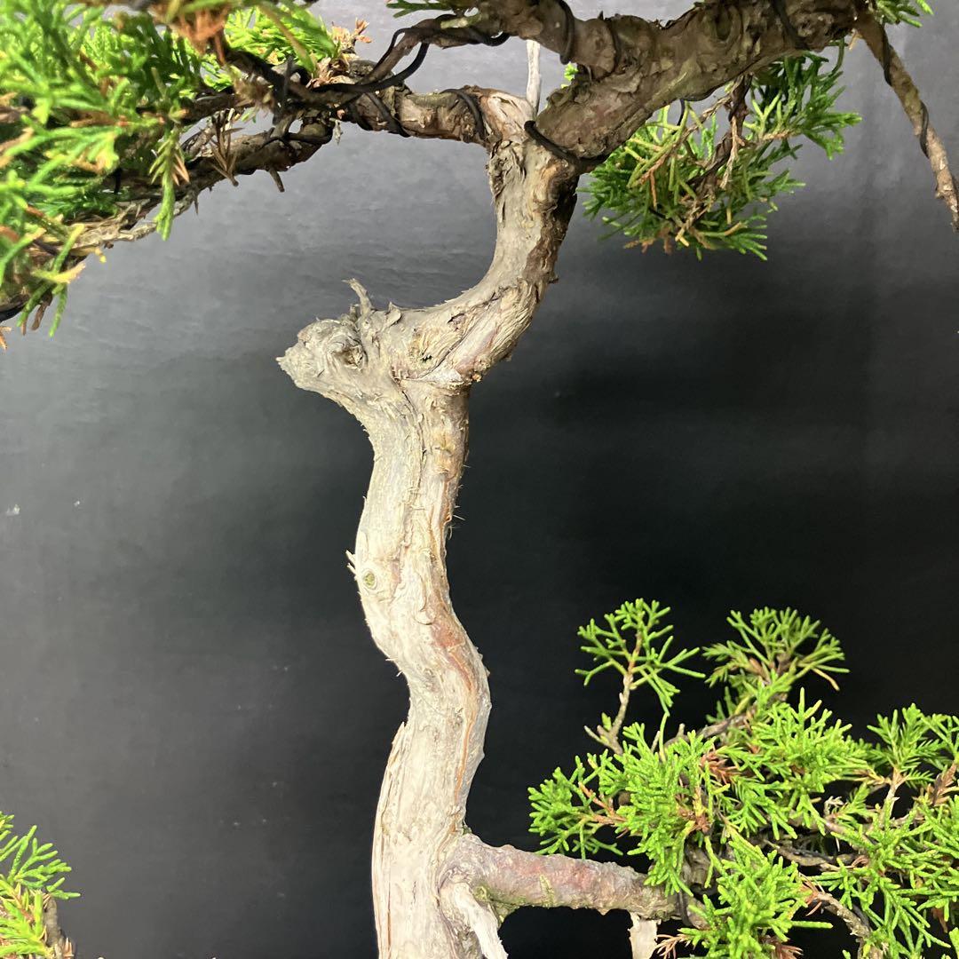 糸魚川真柏 盆栽