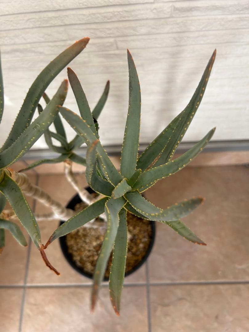 アロエ ラモシシマ Aloe ramosissima目立った傷や汚れなし YUZUMIYA_COM