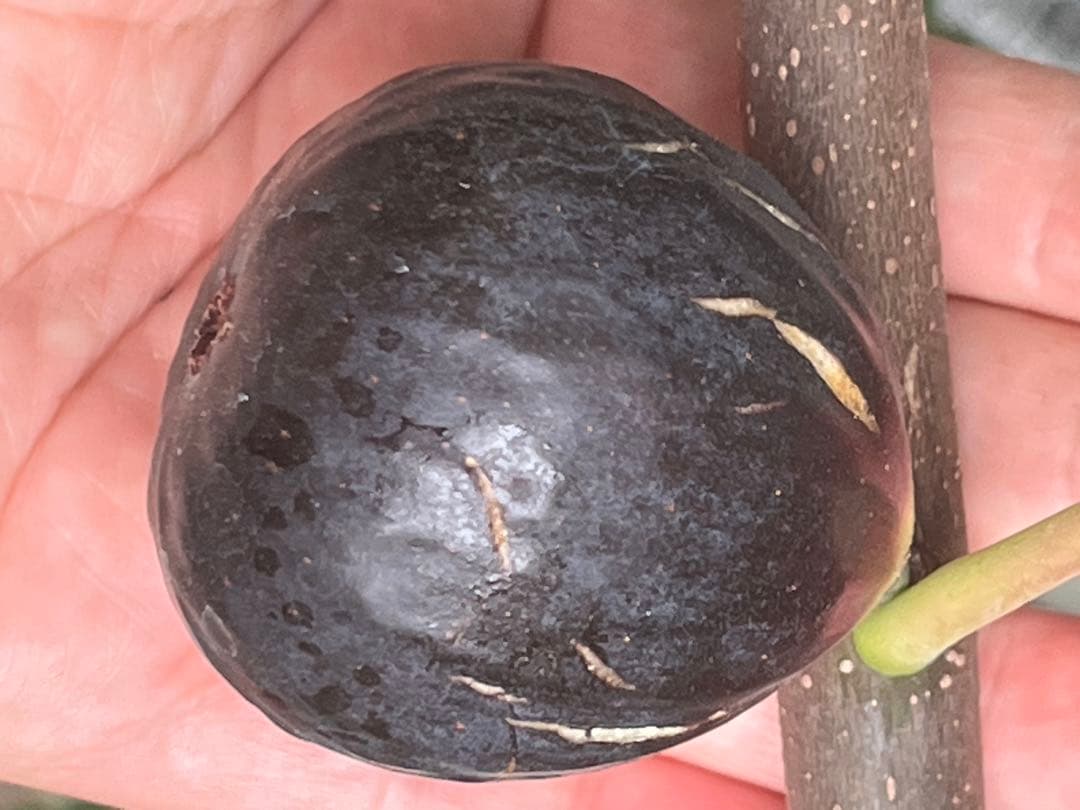 取り木苗やや傷や汚れあり