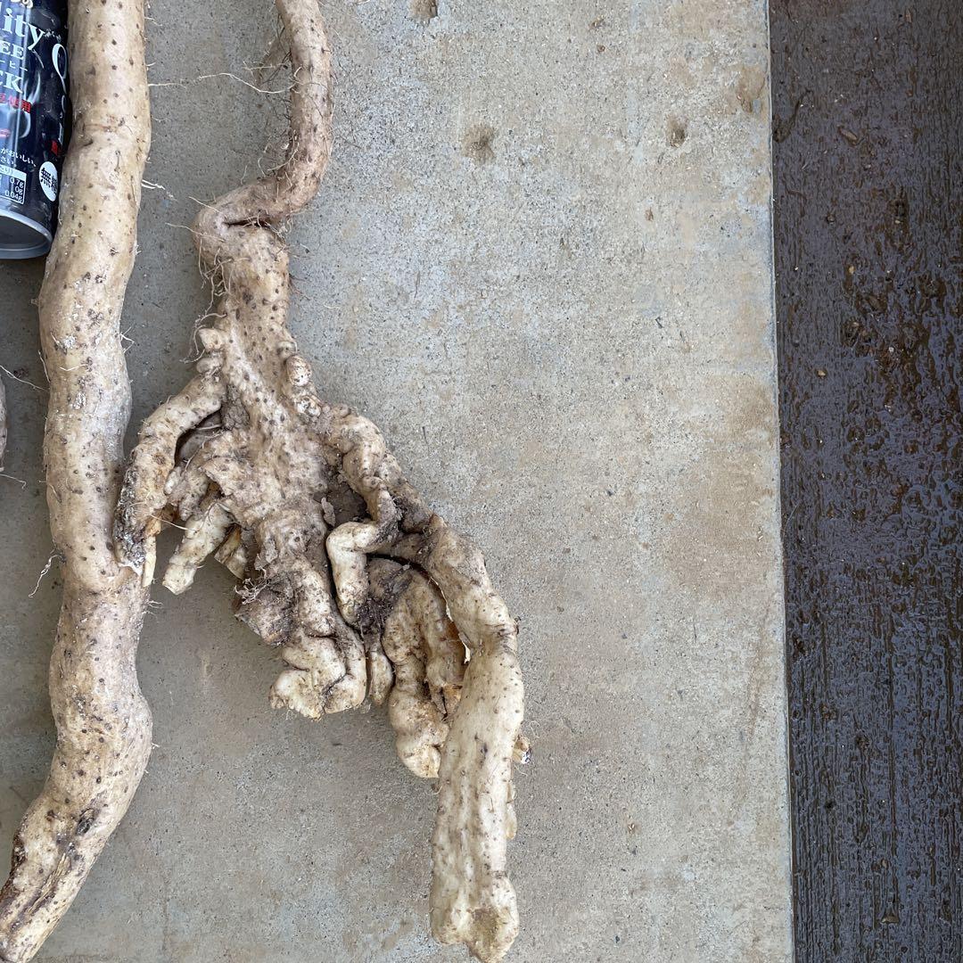 天然自然薯ーー2キロ